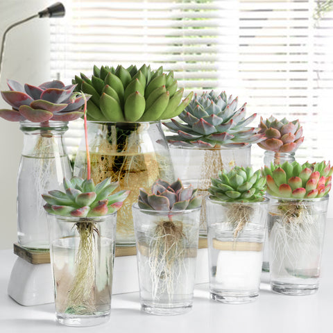 rosette-succulent-grow-in-water-in-the-glass planter