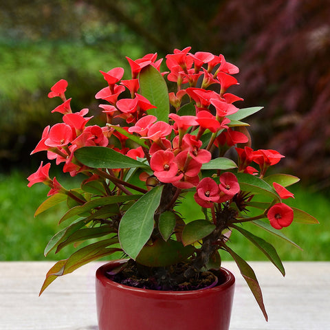 euphorbia-milii-crown-of-thorns-red-flowers
