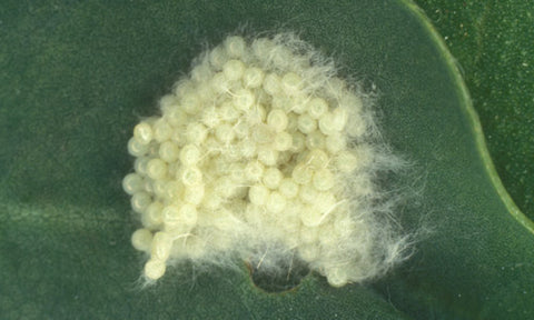White-eggs-of-a-butterfly-or-moth