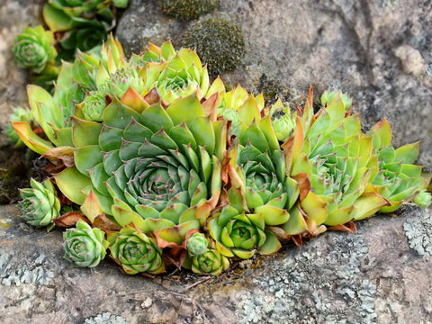 hens-and-chicks-grow-on-outdoor-rocky-ground