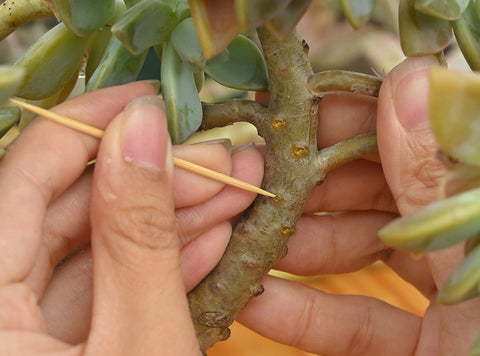 use-a-toothpick-to-gently-pierce-the-bud-point-on-the-succulent-rhizome