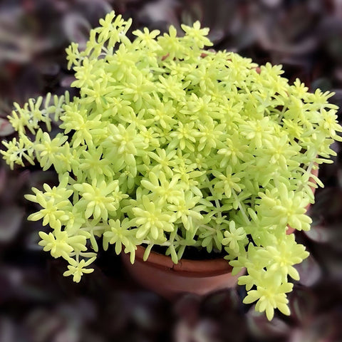 goldmoss-stonecrop-sedum-acre-for-houseplant