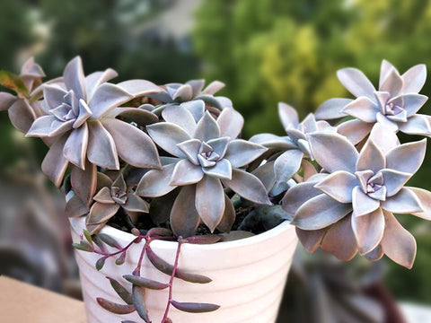 graptopetalum-paraguayense