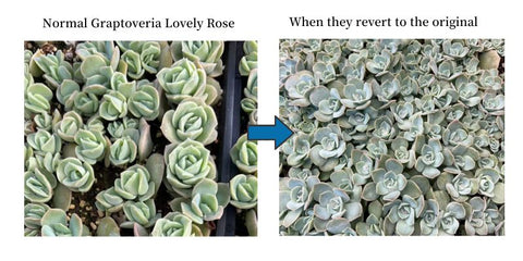 x-graptoveria-lovely-rose-revert-to-normal-form