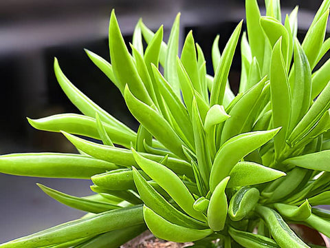 Green Bean Succulent