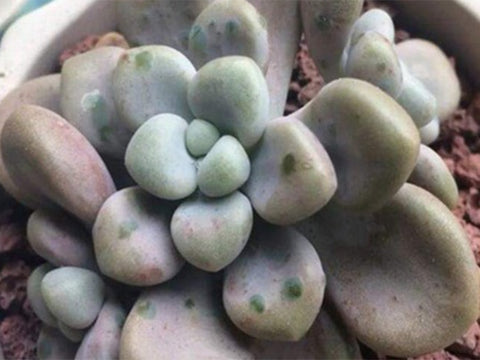 green-raise-spots-ellen-spots-on-succulents