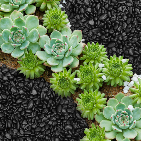 green-succulents-on-the-ground-with-black-and-white-pebbles-covered-around