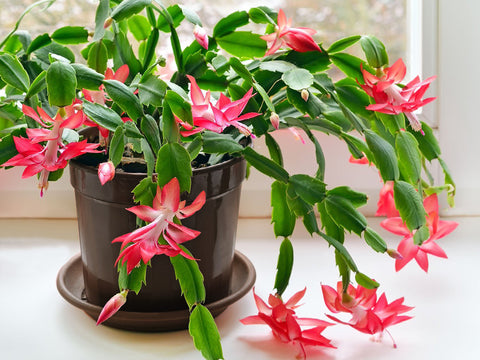 christmas-cactus-thrives-and-blooms-on-a-bright-windowsill
