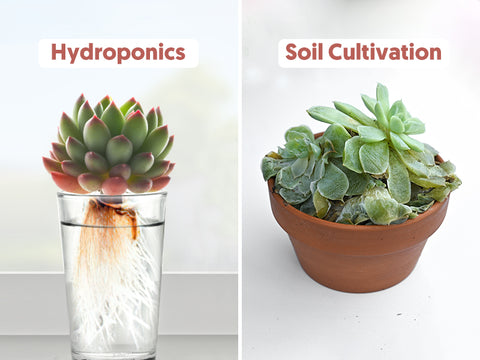 comparison-of-hydroponic-succulents-and-grow-succulents-in-soil