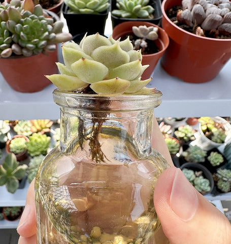 grow-beheading-succulent-in-water