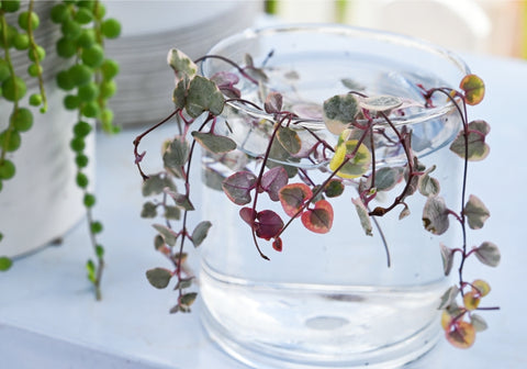 propagate-string-of-heart-variegated-stems-in-water