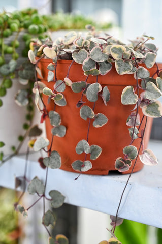 variegated-string-of-heart-hanging-succulent-on-plant-stand