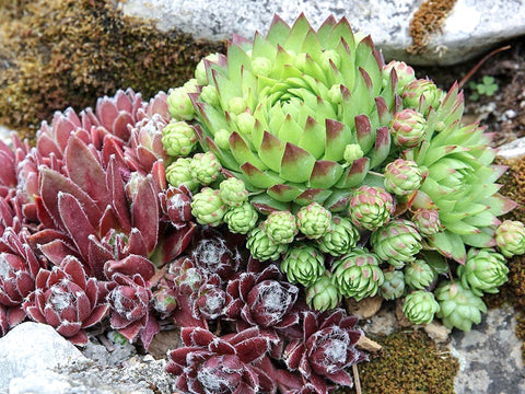 hardy succulents