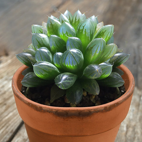 haworthia-cooperi-with-smooth-and-translucent-leaves