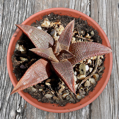 haworthia-koelmaniorum-red-starfish-succulent