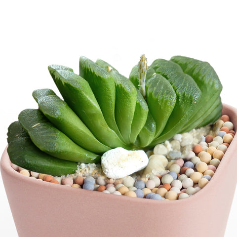 haworthia-truncata-small-potting-succulent