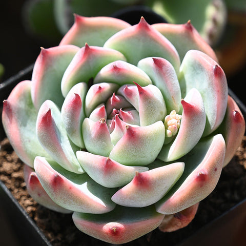 echeveria-chihuahuaensis-happy-grow-under-filtered-light