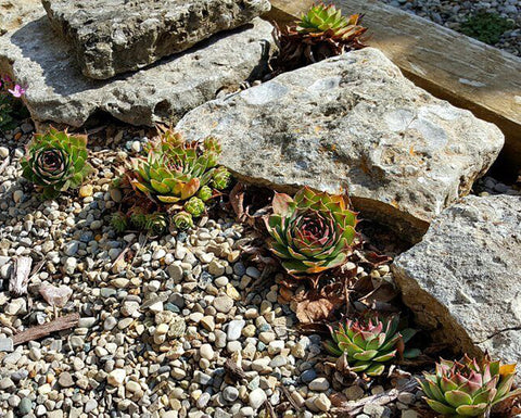 hens-and-chicks-landscape