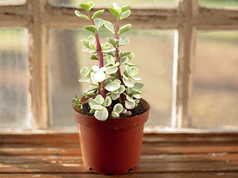 bring-this-pailulacaria-afra-var-foliis-variegatisplant-indoors