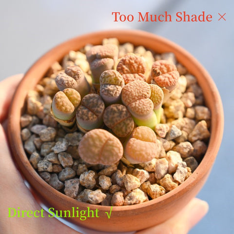 how-much-sun-do-lithops-need