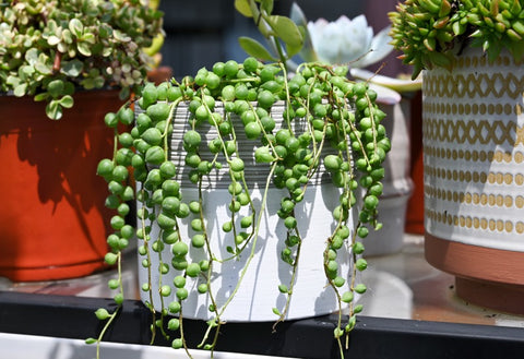 Common Problems of String of Pearls and How to Fix Them