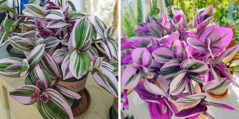 Tradescantia Nanouk craves a lot of sunlight