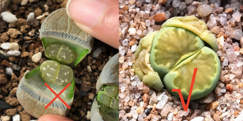 don’t-tear-lithops-leaves-and-let-live-stone-split-naturally