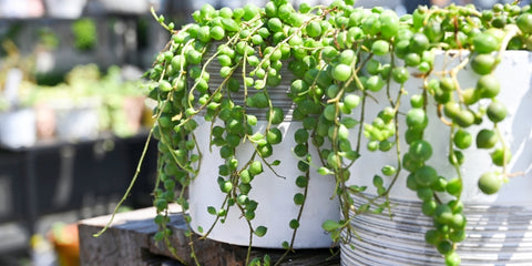 string-of-pearls-care-outdoors