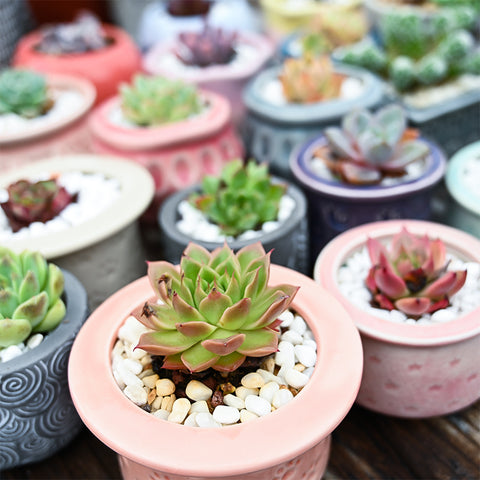 2-inch-succulent-plants-potted-in-mini-planter-pots