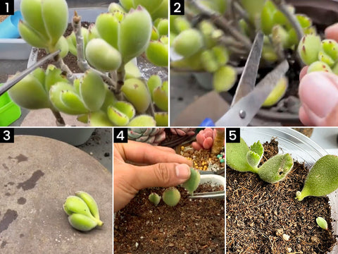 propagate-bear's-paw-succulent-indoors