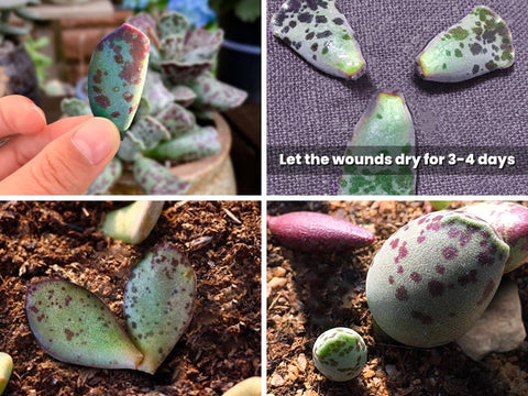 Propagate-Adromischus-Succulents-from-leaves
