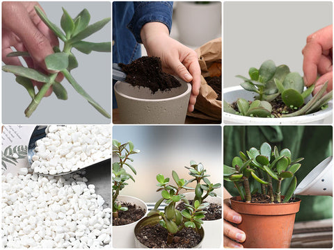 how-to-propagate-jade-plant
