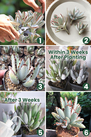 how-to-propagate-panda-plant-from-leaves-step-by-step