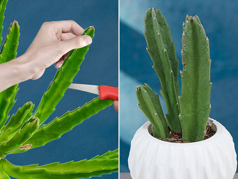 propagate-stapelia-succulent-from-stems