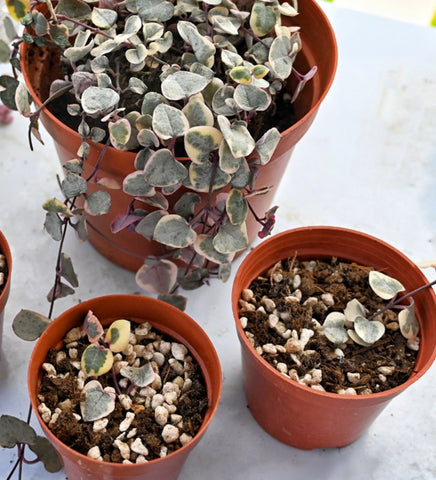 propagate-variegated-string-of-heart-from-leaves-in-soil