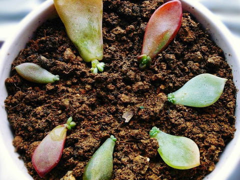 how-to-propagate-succulent-from-leaves