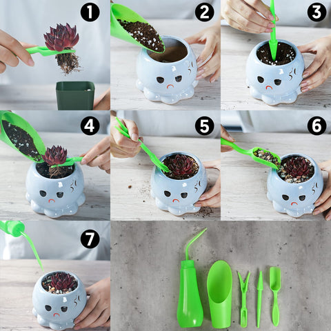 how-to-repot-a-succulent