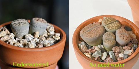 when-to-water-lithop