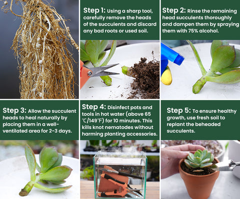 how-to-treat-succulent-root-nodule-knot-nematodes