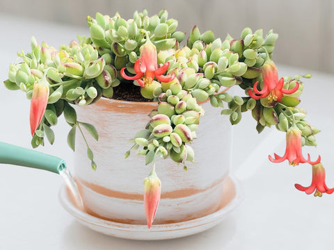 how-to-water-Cotyledon-Pendens