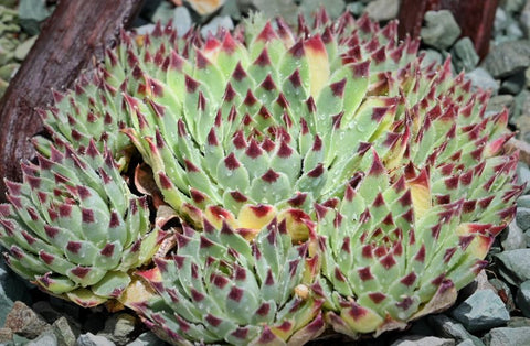 watering-hens-and-chicks-succulents