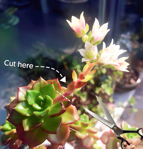 Use clean scissors to cut off Ecehveria's flower