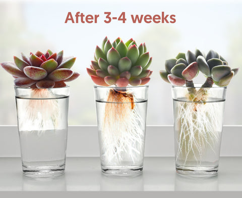 succulents-rooting-in-a-hydroponic-container