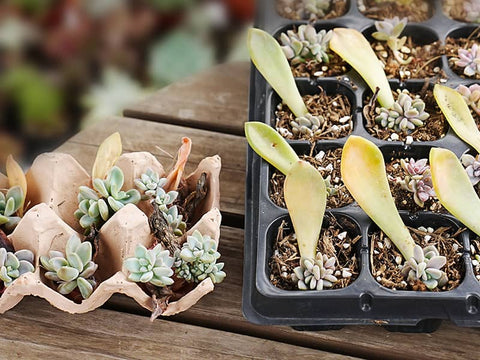 succulents-dry-propagation-and-soil-propagation