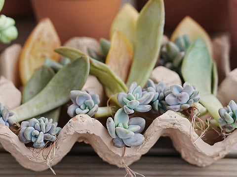 succulents-dry-propagation