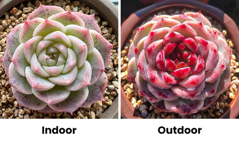 Echeveria-Red-Velvet-with-different-color-indoors-and-outdoors