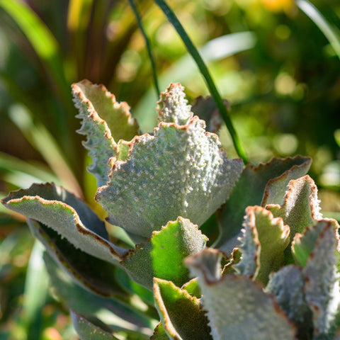 kalanchoe-beharensis-fang