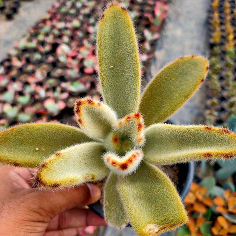 kalanchoe-tomentosa-golden-girl-garden-panda-plant