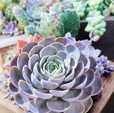 large-echeveria-blue-surprise-succulent-outdoors