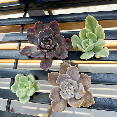 Ddry-the-beheaded-succulents-in-a-ventilated-and-indirect-light-place